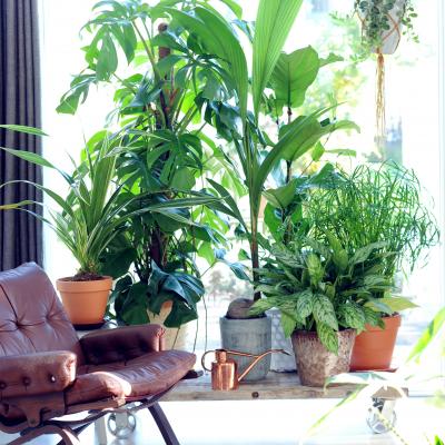 mini jungle binentuin